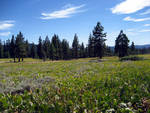 Highlight for Album: Feather River 07/20-22/2007